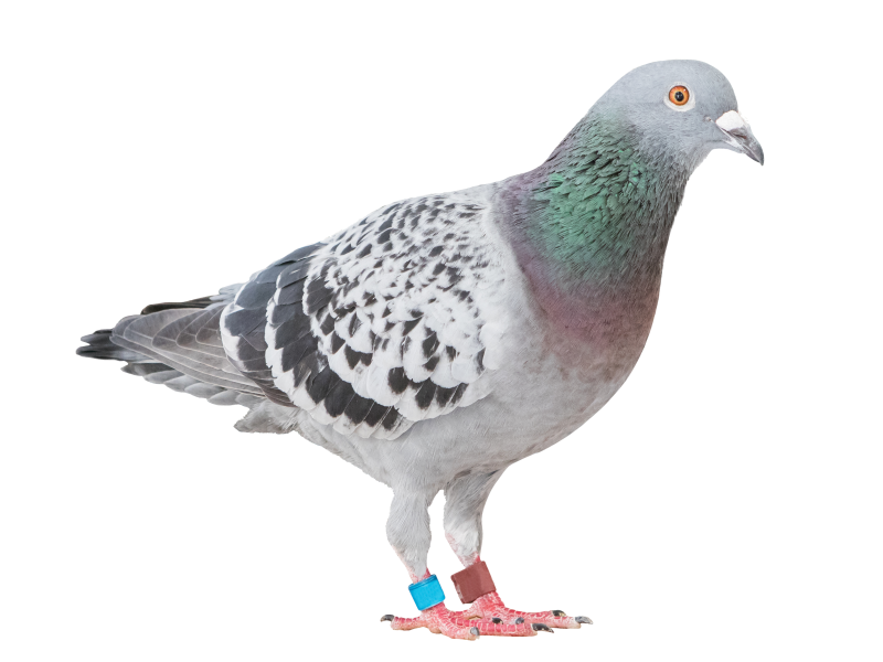 Pštros, Emu, Holub