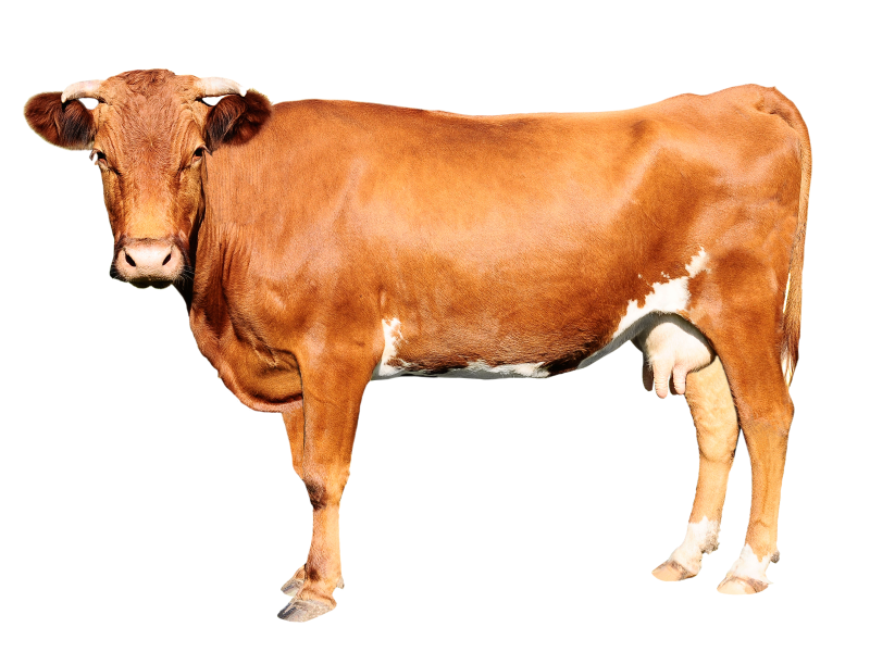 Dobytok